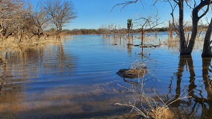 reflection of trees in lake
