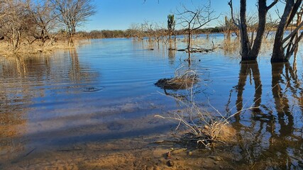 reeds in the water