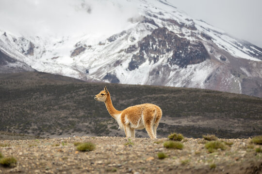 Vigogne in Chimborazo