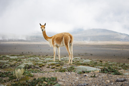 Vicuna at the feet of the massive Chimborazo
