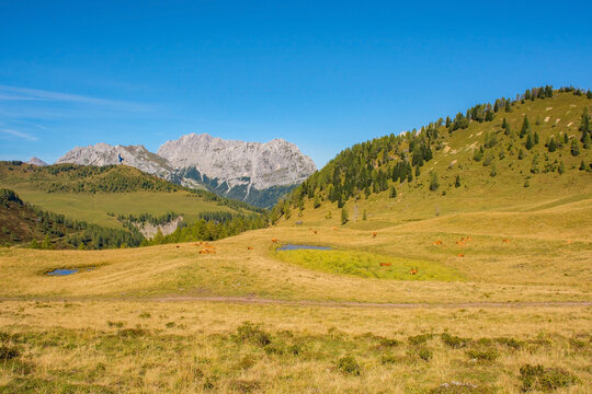 The Laghi di Festons alpine meadow on Sella Festons near Sauris di Sopra, Udine Province, Friuli-Venezia Giulia, north east Italy. Used as a summer pasture for dairy cows
