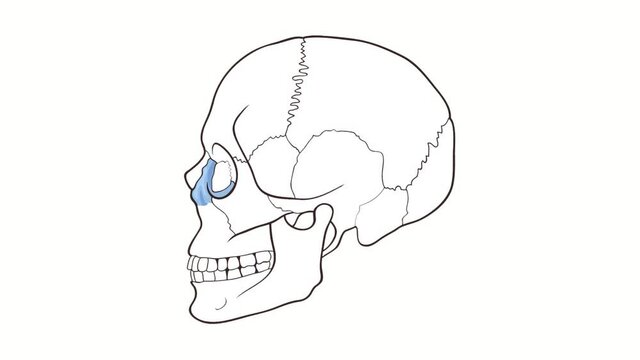 Human Skull side view Maxilla whiteboard animation