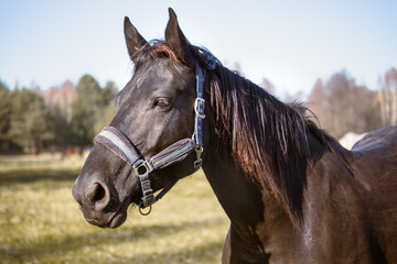 Fototapeta premium Portrait of a black horse head in a meadow