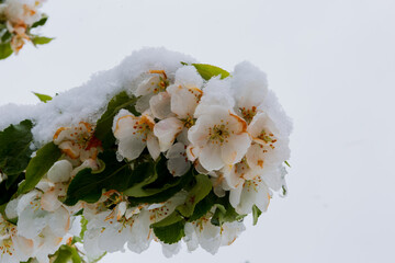 White Apple blossoms in snow