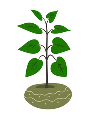 Fototapeta na wymiar Houseplant in flower pot isolated vector illustration on white background.