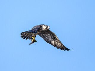 Peregrine Falcon with prey flying on blue sky