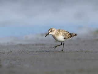 Semipalmated Sandpiper walking on the river shore 