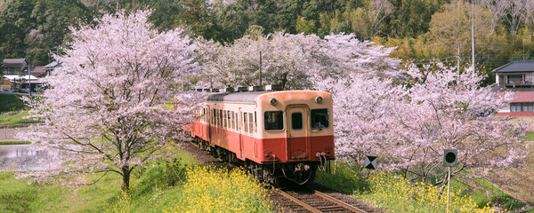 Kominato Railway and cherry and rape blossoms in Chiba, Japan　春の鉄道旅行イメージ 桜と電車と菜の花