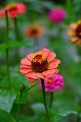Close-up of an orange red zinnia flower in bloom - 474009796
