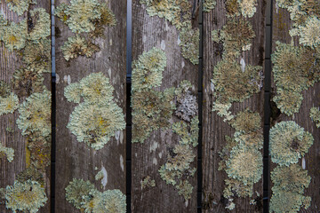Abstract moss and lichen-covered wooden fence board textures.