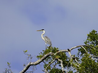 Cocoi heron (Ardea cocoi) Ardeidae family. Amazon Rainforest, Brazil