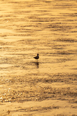 birds on beach in golden sunrise