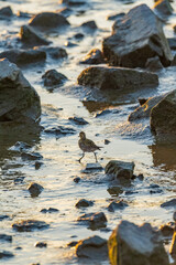 a Whimbrel bird stands besides rocks in sunrise