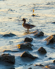 a Whimbrel bird stands besides rocks in sunrise