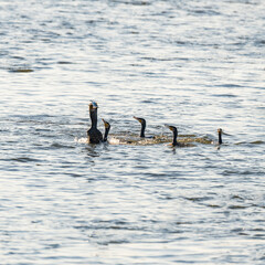 many cormorants hunting for a fish