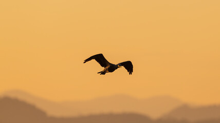 a cormorant in flight in sunrise 