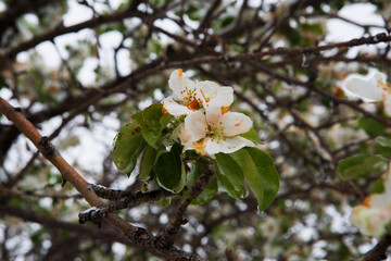 White Apple blossoms in snow