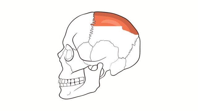 Human Skull side view Parietal bone whiteboard animation