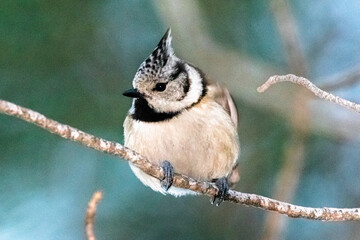European Crested Tit perched on a tree branch