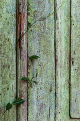 Abstract painted wooden board textures