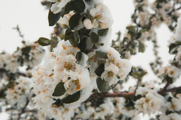 White Apple blossoms in snow