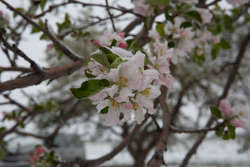 White Apple blossoms in snow