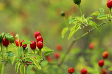 Native Pepper of Texas Chiltepin Pepper Capsicum annuum var. glabriusculum