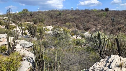 grass in the mountains