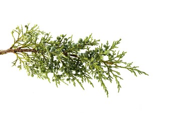 Juniperus thurifera plant, common name Spanish juniper, incense juniper, studio shot, white background