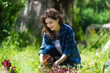 Woman harvesting salad leaves in garden