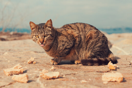 Hungry abandoned cat with tongue out standing on the rocks by the sea and eating stale bread. Adorable tabby cat looking at camera. Photo toned with retro vintage effect.