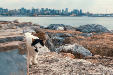 Black and white adorable domestic kitten walking on the rocks by the sea in Istanbul. Blurry cityscape on the background.