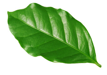 Obraz premium Leaf of coffee isolated on white background 