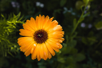 The yellow flower on green summer meadow. Blurred background with bokeh and short depth of field.