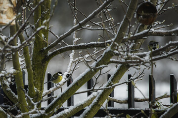 Bird little tit on tree branch in winter in snowfall.