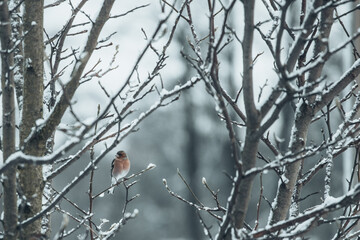 Bird little bullfinch on tree branch in winter in snowfall.