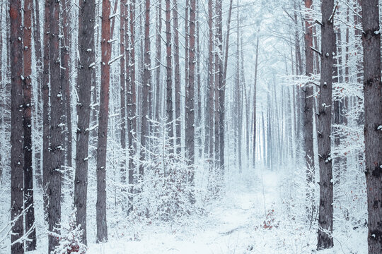 Snow-covered forest path.
