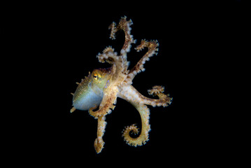 Poison Ocellate Octopus or Octopus Mototi - Amphioctopus siamensis, swimming in the open water. Underwater world of Tulamben, Bali, Indonesia.
