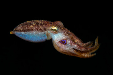Poison Ocellate Octopus or Octopus Mototi - Amphioctopus siamensis, swimming in the open water. Underwater world of Tulamben, Bali, Indonesia.
