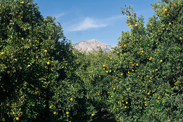 Fototapeta na wymiar citrus plantation in the background of mountains