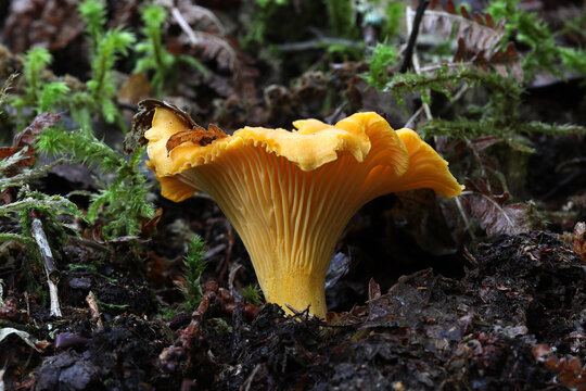 gros plan sur une girole dans un sous-bois