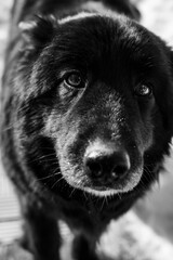 black and white dog