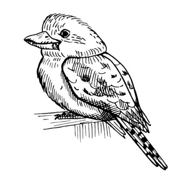 recommend clip art: Vintage illustration of kookaburra on isolated white background. Vector illustration animal from Australian.