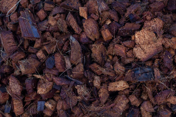 Wet coconut husk chips to prepare for cultivation.