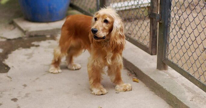 An English Cocker Spaniel stands near the fence and barks. An excited dog is standing in the open air. A pet.