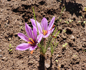 View of blooming flowers crocus sativus growing in an organic garden. In October, the saffron is usually perfect for harvesting.