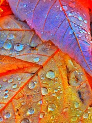 Rain drops after the rain on fallen leaves during the fall