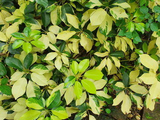 Miniature Umbrella Plant Finger compound leaves,5-7 leaflets,oval, thick leaf plates.Green with yellowish white specks.Scientific name:Schefflera arboricola. An ornamental shrub that absorbs toxins.

