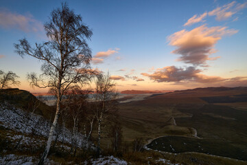 A tree on a mountainside on a winter evening.