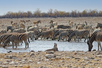 Fototapeta na wymiar Zebras in Rietfontein